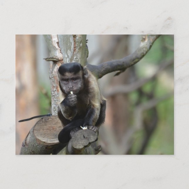 Carte Postale Personnaliser (Devant)