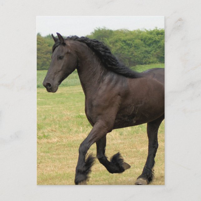 Carte Postale Personnaliser (Devant)