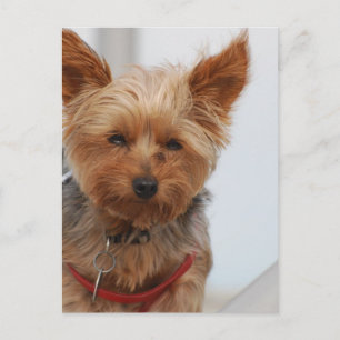 Carte Postale Personnaliser