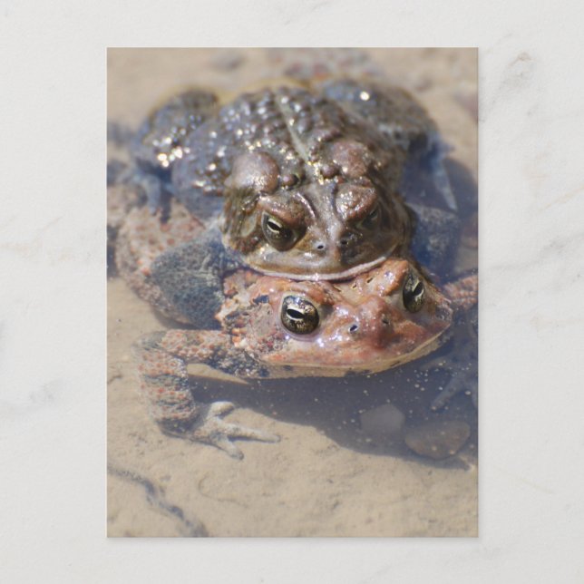 Carte Postale Personnaliser (Devant)