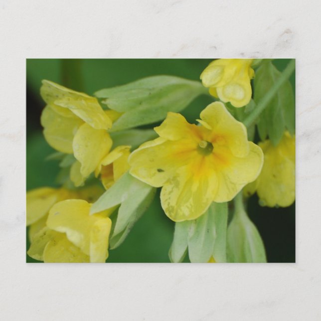 Carte Postale Personnaliser (Devant)