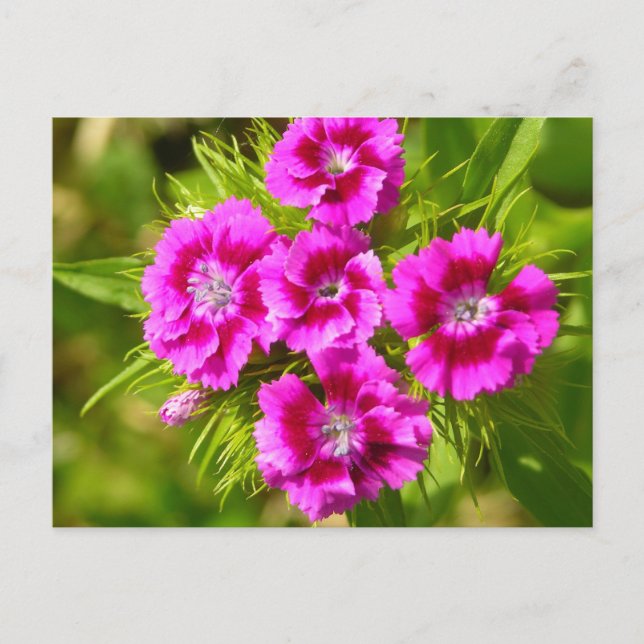 Carte Postale Personnaliser (Devant)