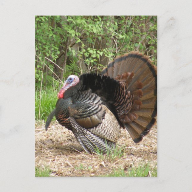 Carte Postale Personnaliser (Devant)