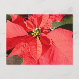 Carte Postale Personnaliser