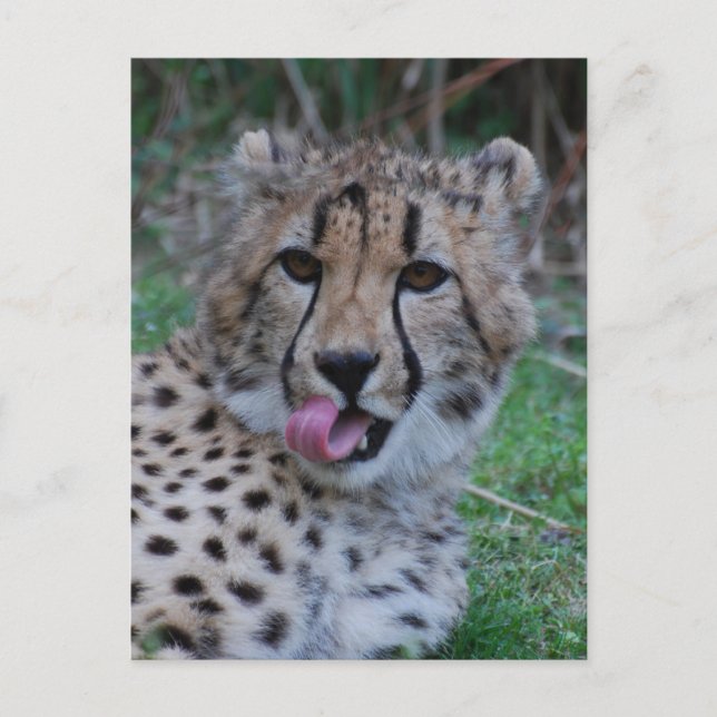 Carte Postale Personnaliser (Devant)