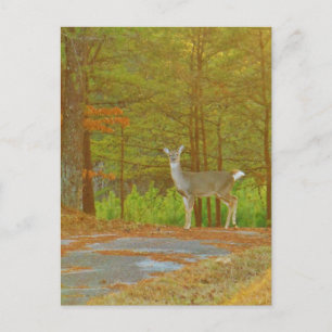 Carte Postale Personnaliser