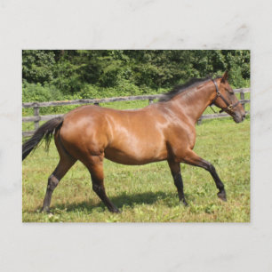 Carte Postale Personnaliser