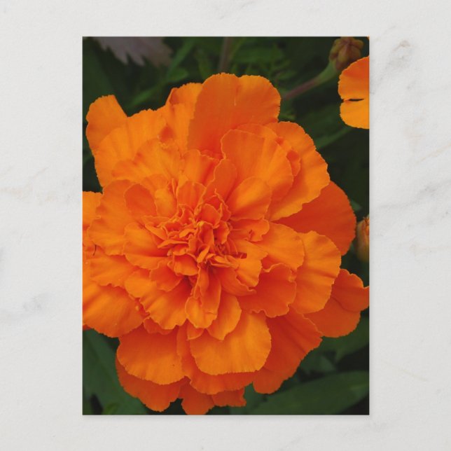 Carte Postale Personnaliser (Devant)