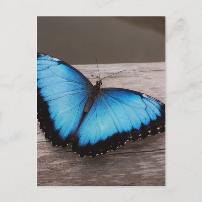 Carte Postale Personnaliser (Devant)