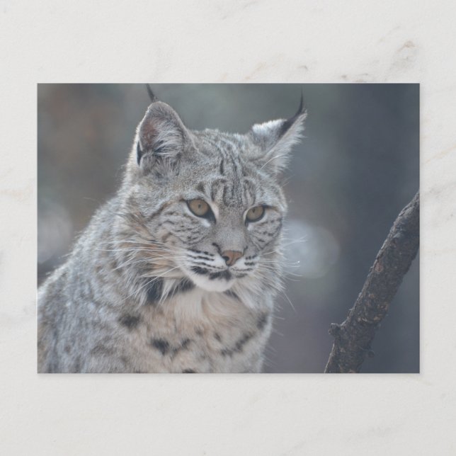 Carte Postale Personnaliser (Devant)