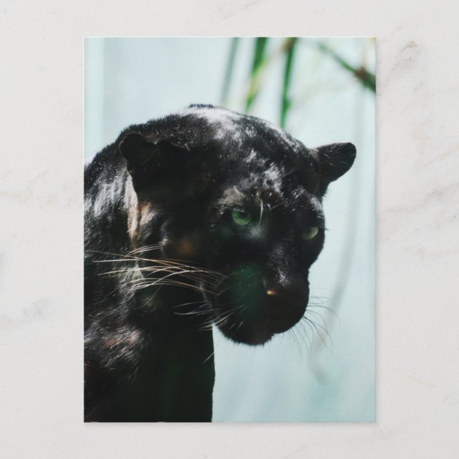 Carte Postale Personnaliser (Devant)