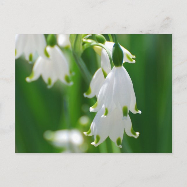 Carte Postale Personnaliser (Devant)