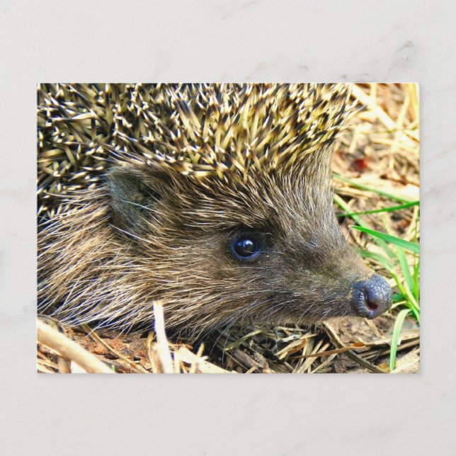 Carte Postale Personnaliser (Devant)