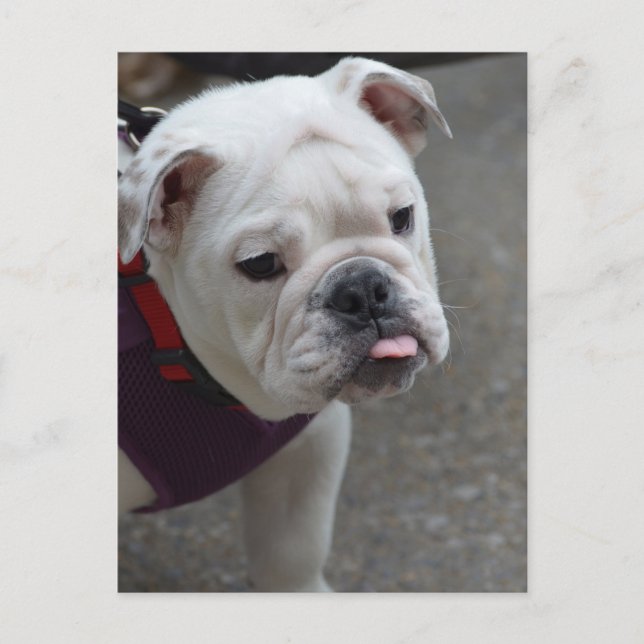 Carte Postale Personnaliser (Devant)