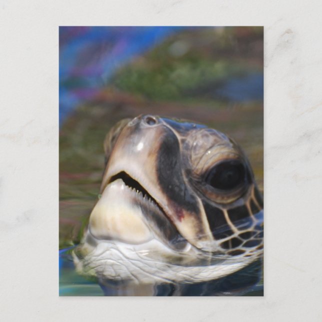 Carte Postale Personnaliser (Devant)