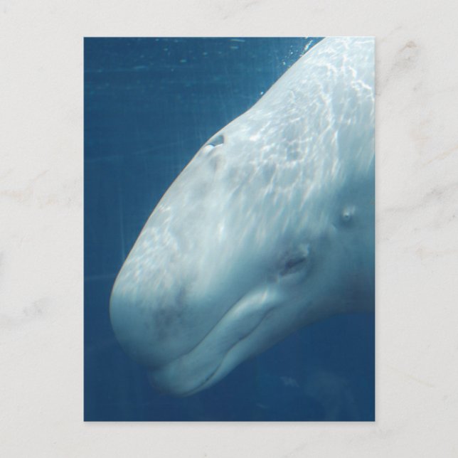 Carte Postale Personnaliser (Devant)