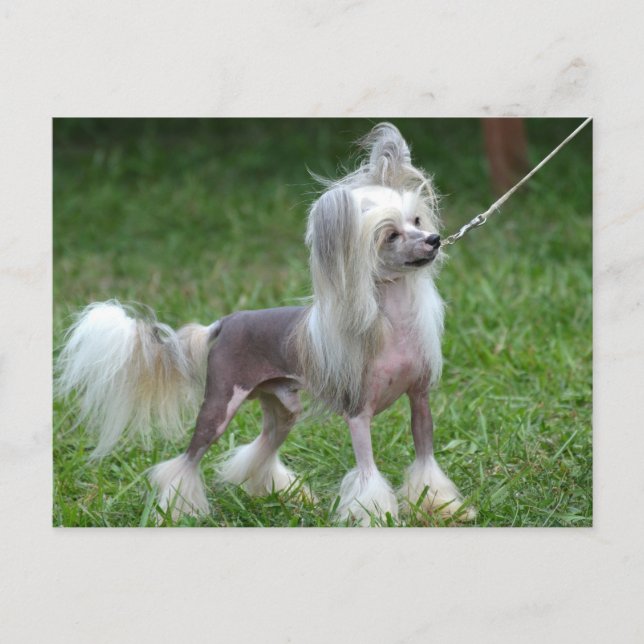 Carte Postale Personnaliser (Devant)