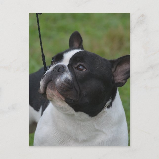 Carte Postale Personnaliser (Devant)