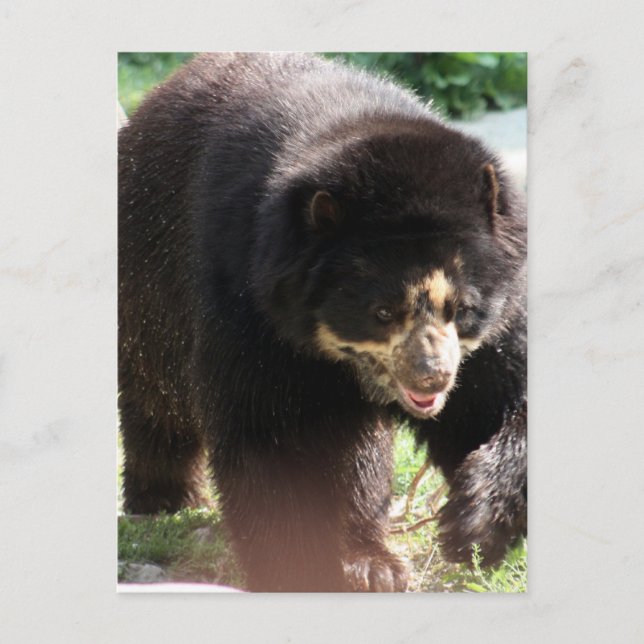 Carte Postale Personnaliser (Devant)