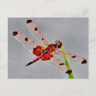 Carte Postale Personnaliser