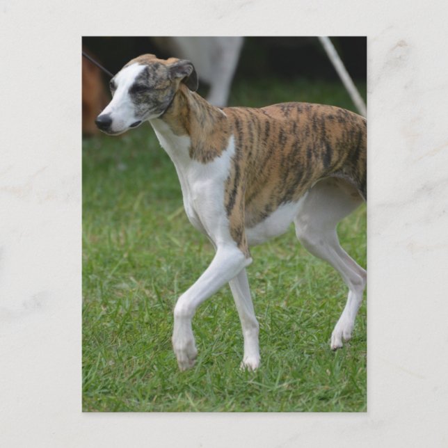 Carte Postale Personnaliser (Devant)