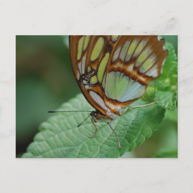 Carte Postale Personnaliser (Devant)