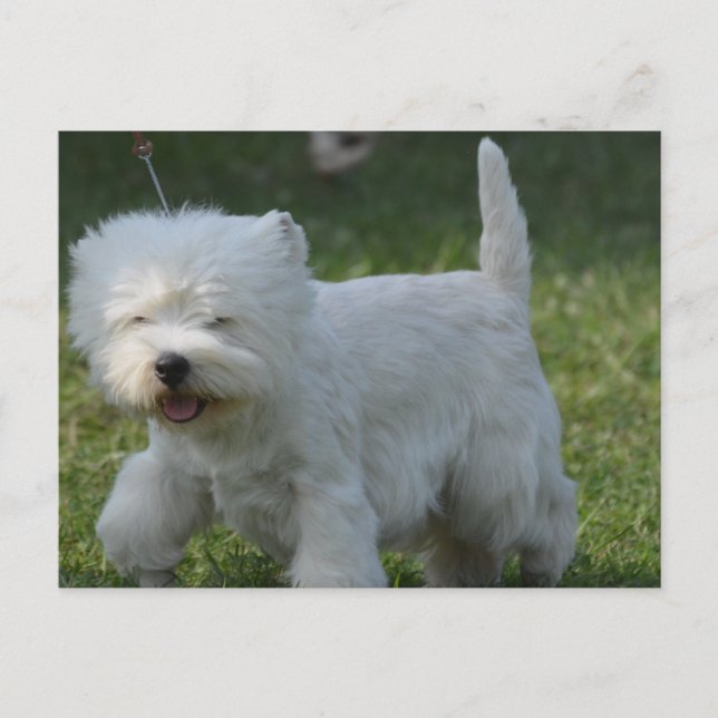 Carte Postale Personnaliser (Devant)