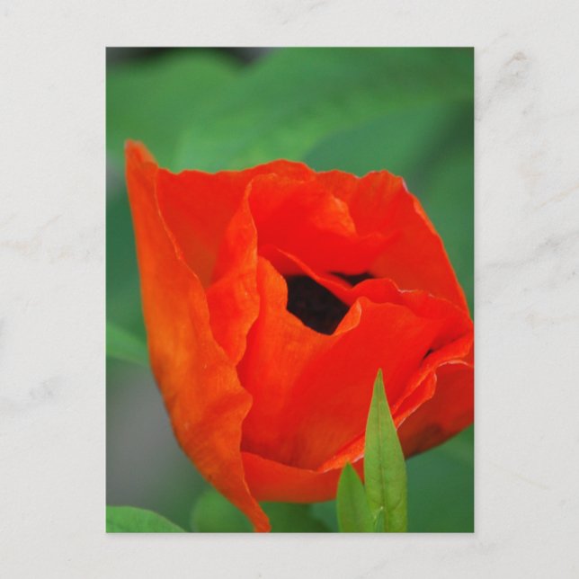 Carte Postale Personnaliser (Devant)
