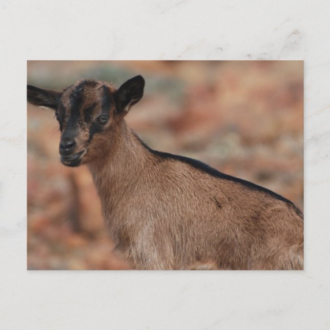 Carte Postale Personnaliser (Devant)