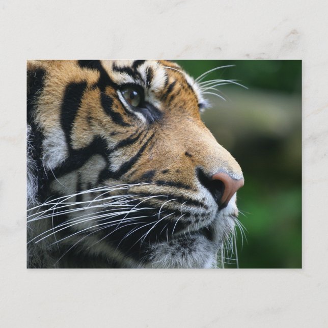 Carte Postale Personnaliser (Devant)