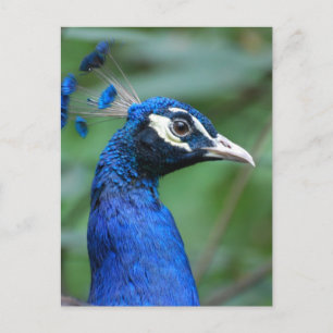 Carte Postale Personnaliser