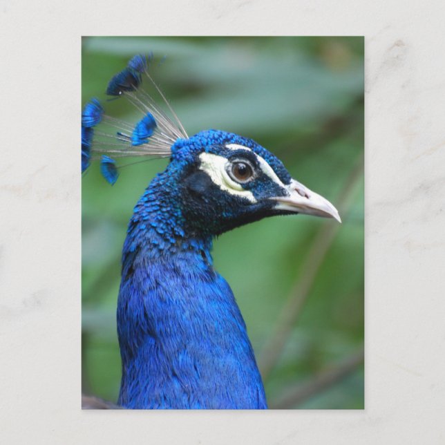 Carte Postale Personnaliser (Devant)