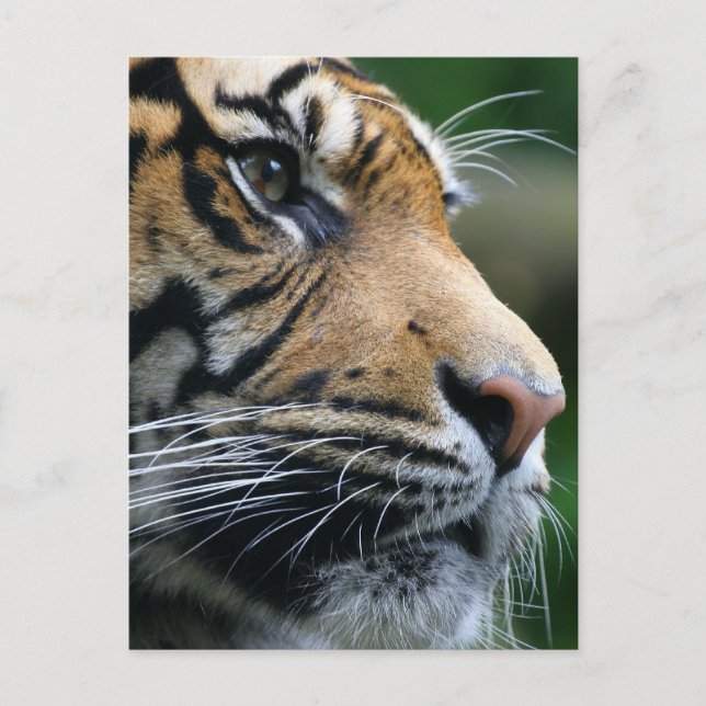 Carte Postale Personnaliser (Devant)