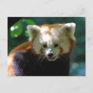 Carte Postale Personnaliser