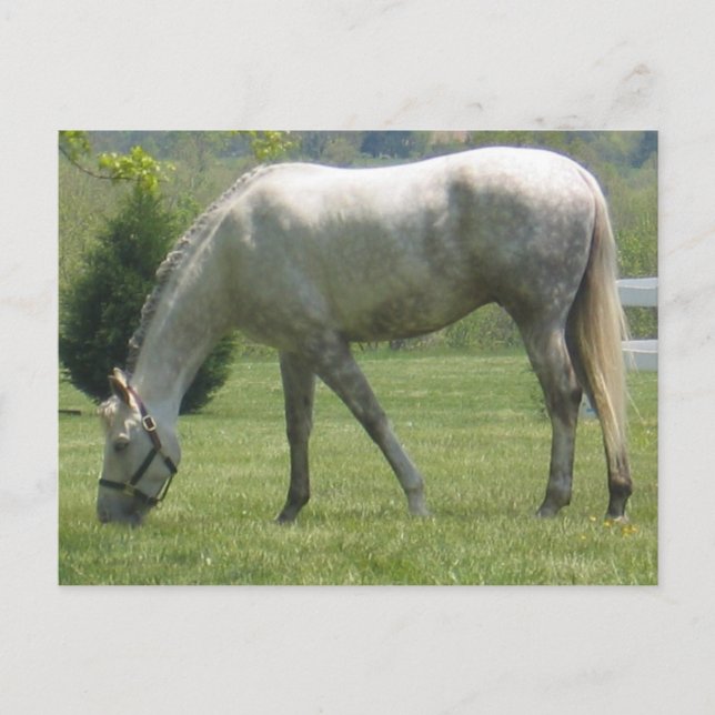 Carte Postale Personnaliser (Devant)