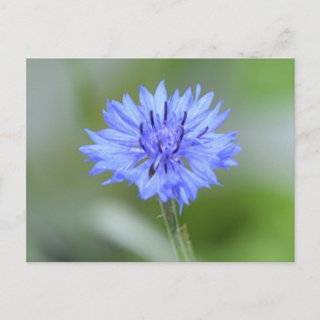 Carte Postale Personnaliser (Devant)