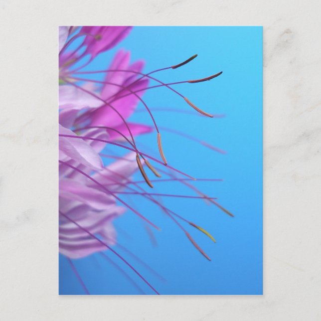 Carte Postale Personnaliser avec son propre message (Devant)