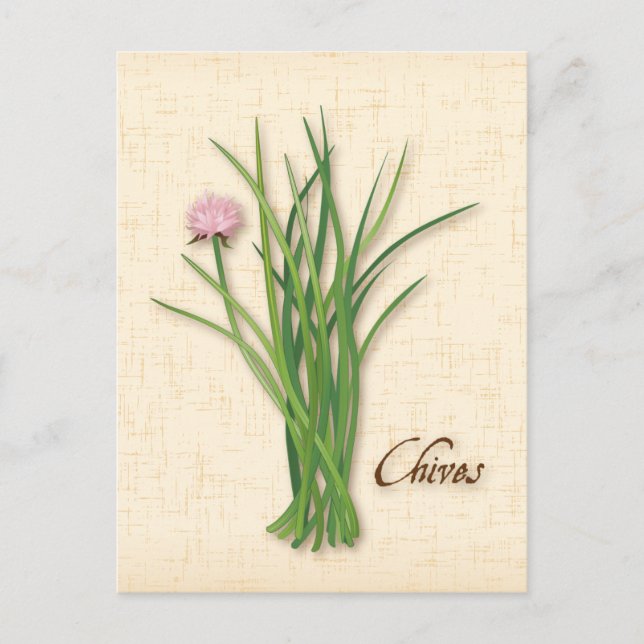 Carte Postale Personnaliser Chives Herb (Devant)