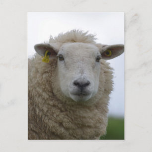 Carte Postale Personnaliser le produit