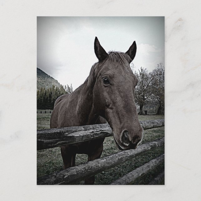 Carte Postale Pet-moi S'il vous plaît ! Cheval doux (Devant)