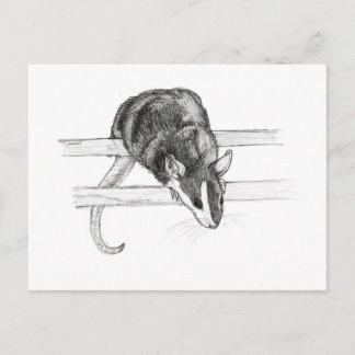 Carte Postale Pet mouse sketch postcard by Nicole Janes