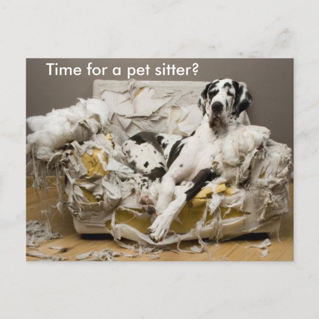 Carte Postale Pet Sitter Great Dane sur Cheval Sofa Postcard (Devant)