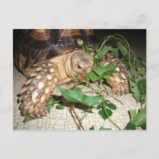 Carte Postale Pet Sulcata Tortoise Manger Bindweet et Mulberry