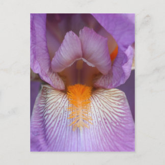 Carte Postale Pétale de fleur de fer hérissée de lavande