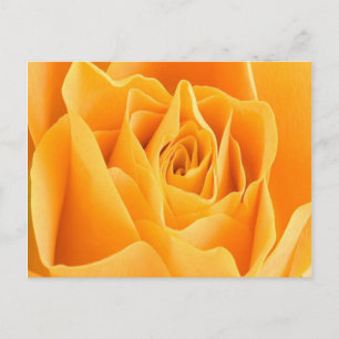 Carte postale Pétale rose
