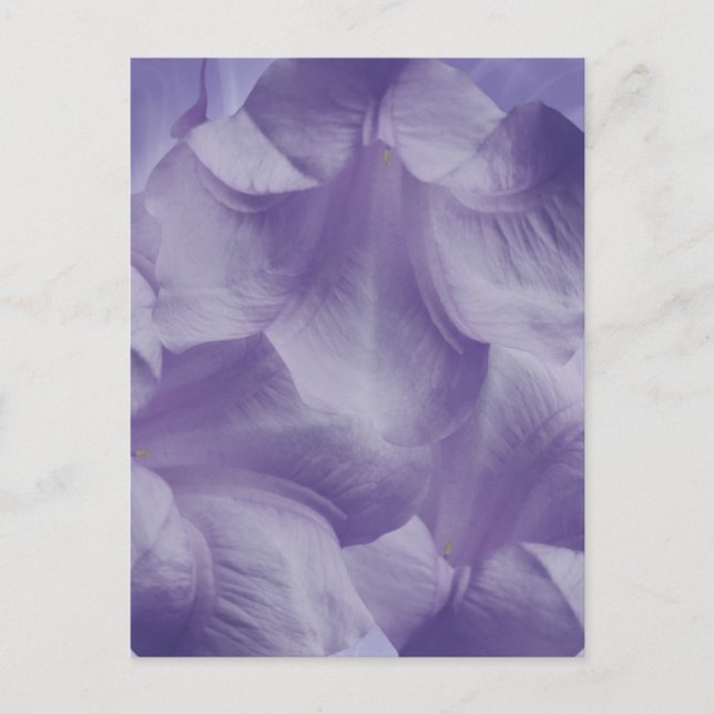 Carte Postale Pétales à fleurs de lune violette (Devant)