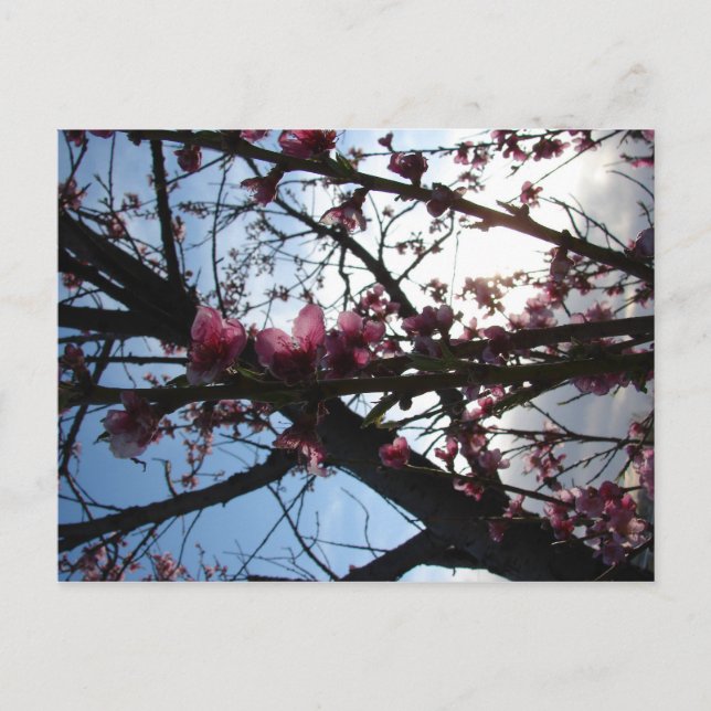 Carte Postale Pétales dans la lumière (Devant)