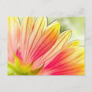 Carte Postale Pétales de fleurs blanches proches