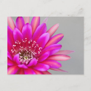 Carte Postale Pétales de fleurs de cactus rose vibrant