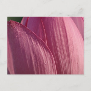 Carte Postale Pétales de fleurs de Lotus Pink Floral